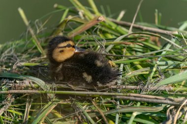           Duck baby - Spring mallard (Anas platyrhynchos) duckling in a nest. Gelderland in the Netherlands.                     