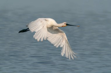        Güzel Avrasya Spoonbill veya yaygın kaşık faturası (Platalea leucorodia) uçuşta. Hollanda 'da Gelderland.                           