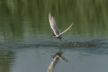Tern (Sterna hirundo), yeşil arka planda gagalı balık avıyla sudan çıktıktan sonra uçar. Tern küçük bir balık yakaladı. Hollanda 'da Gelderland.                                               