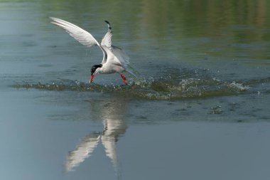   Tern (Sterna hirundo), yeşil arka planda gagalı balık avıyla sudan çıktıktan sonra uçar. Tern küçük bir balık yakaladı. Hollanda 'da Gelderland.                                             