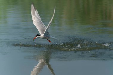  Tern (Sterna hirundo), yeşil arka planda gagalı balık avıyla sudan çıktıktan sonra uçar. Tern küçük bir balık yakaladı. Hollanda 'da Gelderland.                                             