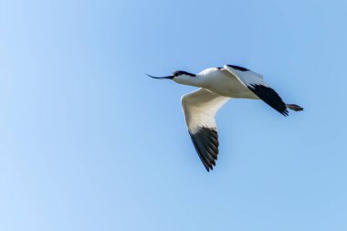                        Uçuşun ortak Tern 'i (Sterna hirundo). Hollanda 'da Gelderland. 