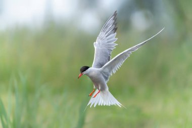 Genel Tern (Sterna hirundo). Hollanda 'da Gelderland. 