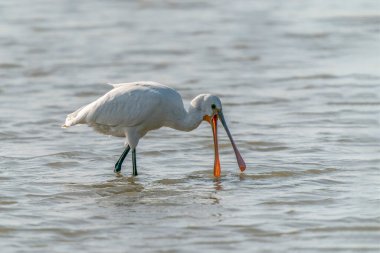Hollanda 'da Güzel Avrasya Kaşığı veya sıradan kaşık faturası (Platalea leucorodia) Gelderland. 