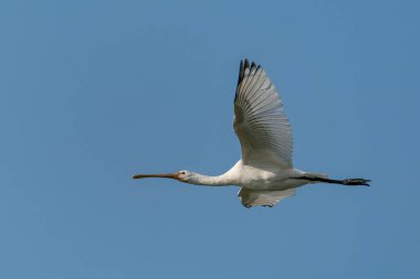 Hollanda 'da Güzel Avrasya Kaşığı veya sıradan kaşık faturası (Platalea leucorodia) Gelderland. 