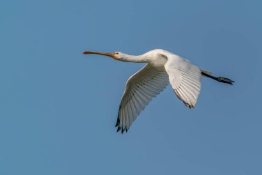 Hollanda 'da Güzel Avrasya Kaşığı veya sıradan kaşık faturası (Platalea leucorodia) Gelderland. 
