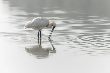 Hollanda 'da Güzel Avrasya Kaşığı veya sıradan kaşık faturası (Platalea leucorodia) Gelderland. 