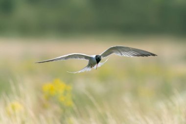 Genel Tern (Sterna hirundo). Hollanda 'da Gelderland. 