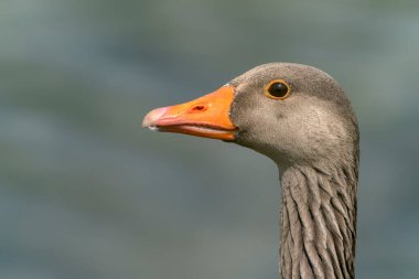             Greylag Goose (Anser anser) on a lake at sunset. Gelderland in the Netherlands.                   