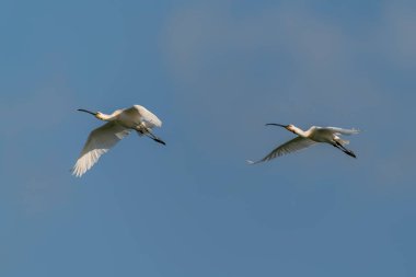 Two Beautiful juvenile Eurasian Spoonbills or common spoonbill (Platalea leucorodia) in flight. Gelderland in the Netherlands. Blue sky background.    