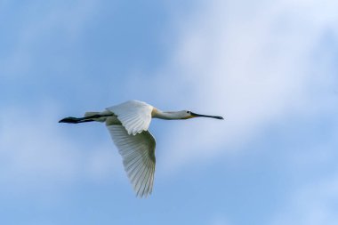 Güzel Avrasya Spoonbill veya yaygın kaşık faturası (Platalea leucorodia) uçuşta. Hollanda 'daki Gelderland. Mavi gökyüzü arkaplanı.                                                                