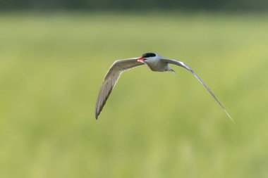 Genel Tern (Sterna hirundo). Hollanda 'da Gelderland. 