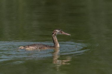                           Genç Siyah Taç Giymiş Gece Balıkçıl (Nycticorax nycticorax) suda. Bulanık koyu arkaplan. Noord Brabant Hollanda 'da.     