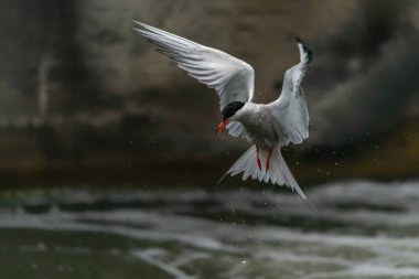 Uçuşun ortak Tern 'i (Sterna hirundo). Hollanda 'daki Gelderland. Bokeh arkaplanı.                                                                