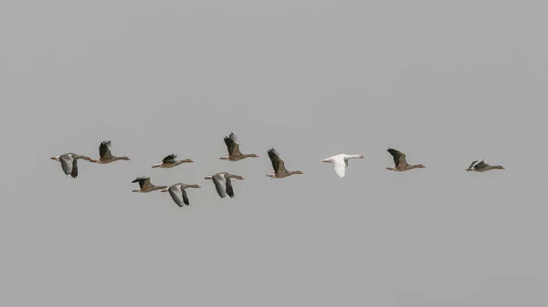 Flock of migrating greylag goose and one white goose (Anser anser) in flight. Gelderland in the Netherlands.