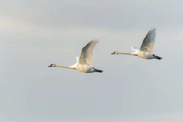 Two Mute Swans Cygnus Olor Flight White Swan Picture Gelderland — стоковое фото
