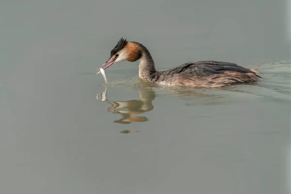 Great Crested Grebe Podiceps Cristatus Colorful Water Bird Reflection Animal — Stock Photo, Image