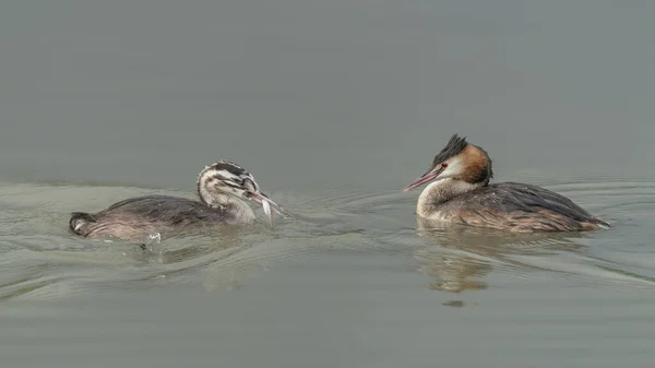 Great Crested Grebe Waterbird Podiceps Cristatus Great Crested Grebe Youngster — 스톡 사진