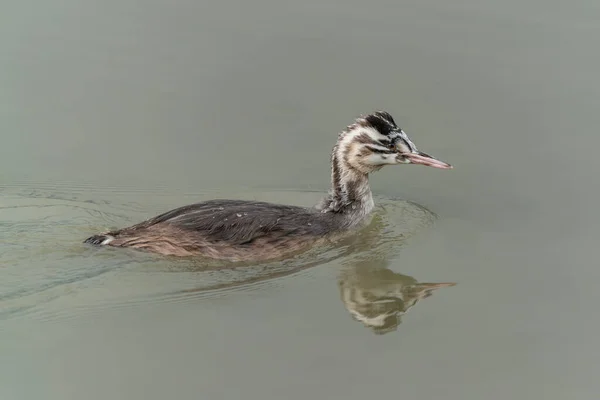 Juvenile Great Crested Grebe Waterbird Podiceps Cristatus Great Crested Grebe — Stock Photo, Image