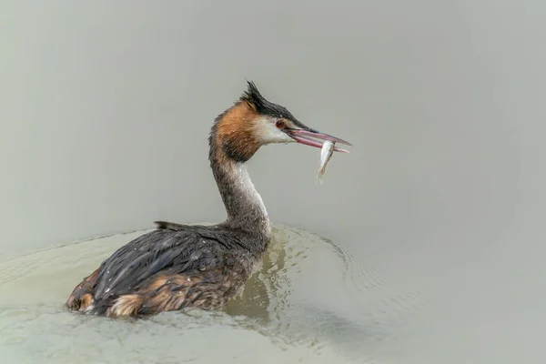 Haubentaucher Podiceps Cristatus Bunter Wasservogel Spiegelbild Des Tieres Gelderland Den — Stockfoto