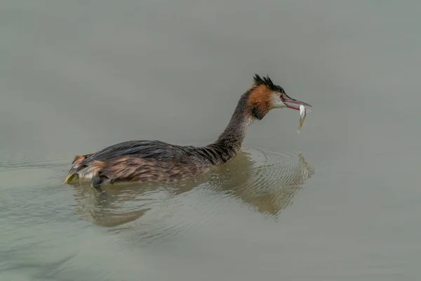 Great Crested Grebe Podiceps Cristatus Colorful Water Bird Reflection Animal — Stock fotografie