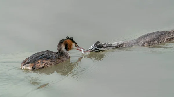 Great Crested Grebe Waterbird Podiceps Cristatus Great Crested Grebe Youngster — Photo