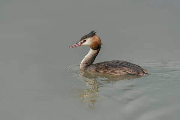 Great Crested Grebe Podiceps Cristatus Colorful Water Bird Reflection Animal — 스톡 사진