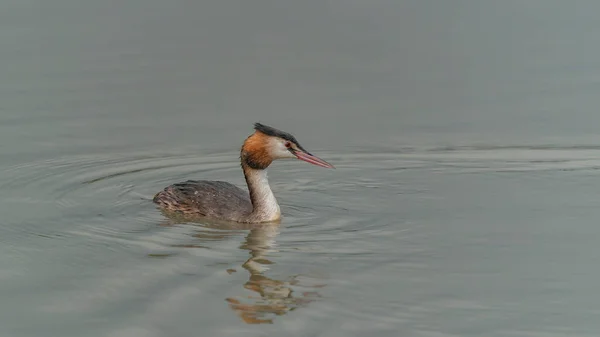 Great Crested Grebe Podiceps Cristatus Colorful Water Bird Reflection Animal — Photo