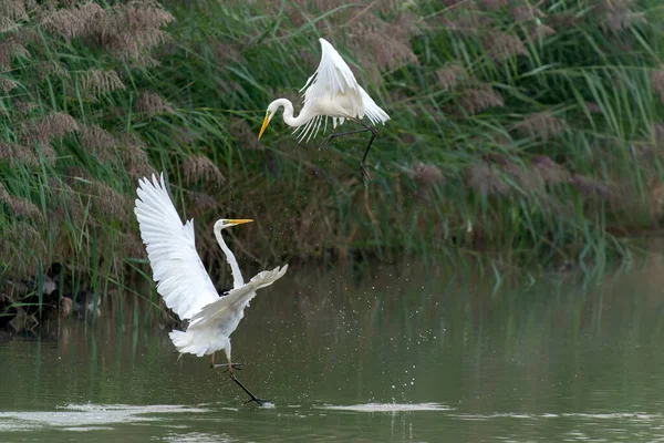 Two Western Great Egrets Ardea Alba Flying Fighting Lake Gelderland — Photo