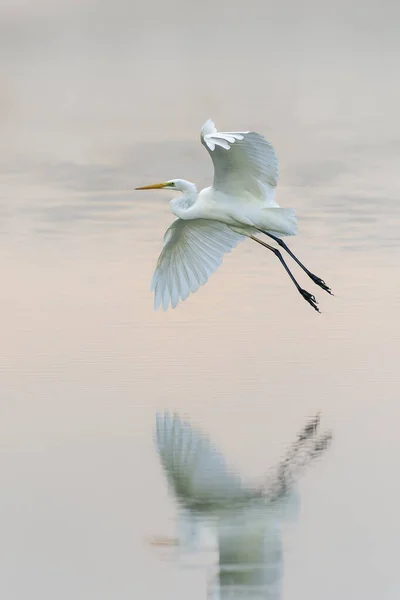 Western Great Egret Ardea Alba Flight Lake Gelderland Netherlands — Fotografia de Stock