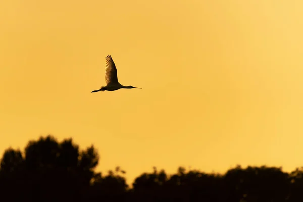 Eurasian Spoonbill Common Spoonbill Platalea Leucorodia Flight Sunset Gelderland Netherlands — Fotografia de Stock