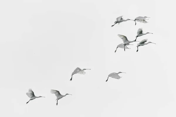 Mooie Euraziatische Lepelaar Lepelaar Platalea Leucorodia Gelderland Nederland — Stockfoto