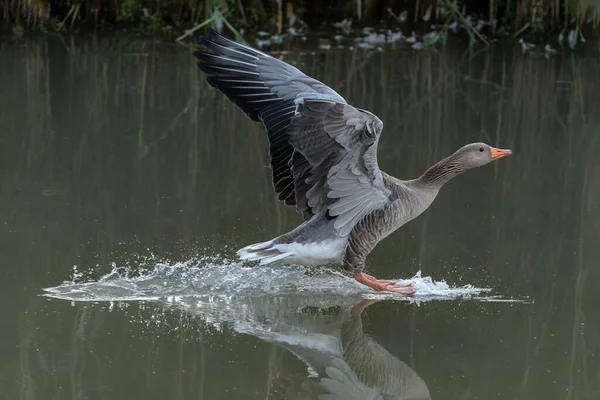 Greylag Goose Anser Anser Visto Pouso Buzinando Aterragem Água Nos — Fotografia de Stock