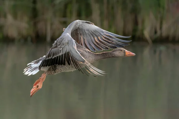 Greylag Goose Anser Anser Uçuyor Hollanda Gelderland — Stok fotoğraf