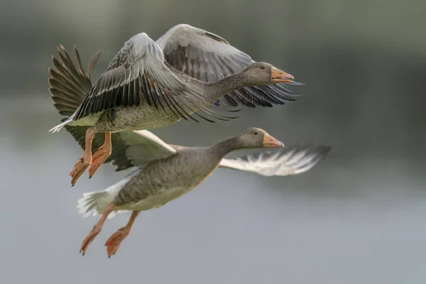 Δύο Greylag Goose Anser Anser Στην Πτήση Gelderland Στις Κάτω — Φωτογραφία Αρχείου