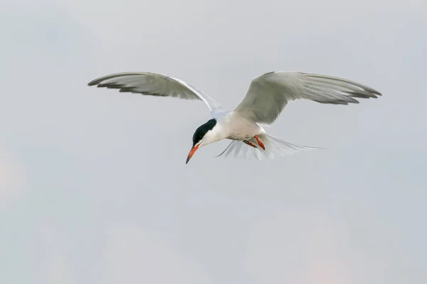 Common Tern Sterna Hirundo Flight Gelderland Netherlands — Stock Photo, Image