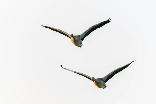 Flock Mallard Ducks Flight — Stock Photo, Image