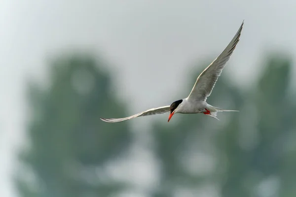 Közös Tern Sterna Hirundo Repülés Közben Gelderland Hollandiában — Stock Fotó