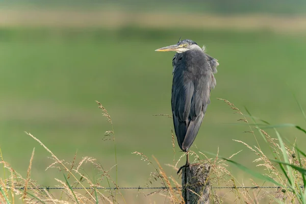 Черноголовая Ночная Цапля Nycticorax Nycticorax Ветке Естественной Среде Обитания — стоковое фото