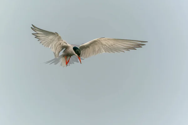 Közös Tern Sterna Hirundo Repülés Közben Gelderland Hollandiában — Stock Fotó