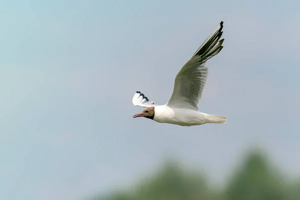 Fekete Fejű Sirály Chroicocephalus Ridibundus Gelderland Hollandiában — Stock Fotó