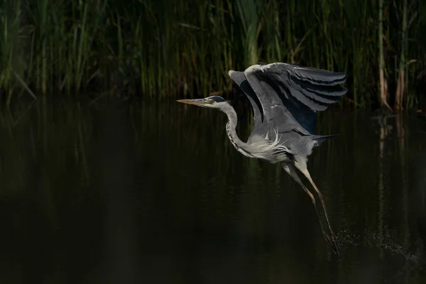 Beautiful Grey Heron Ardea Cinerea Despegando Del Agua Gelderland Los — Foto de Stock