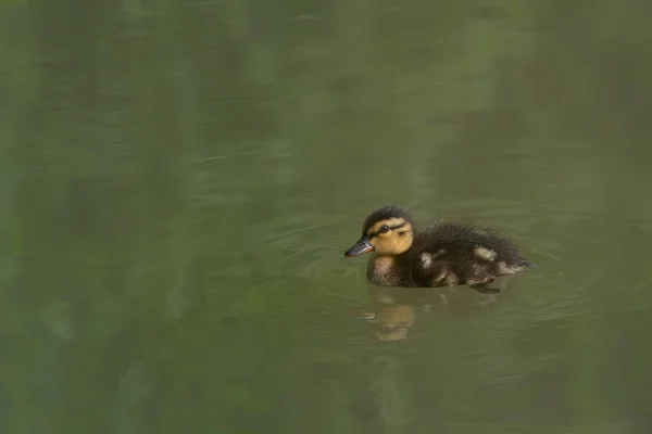 Duck Baby Spring Mallard Anas Platyrhynchos Duckling Nest Gelderland Netherlands — Stockfoto