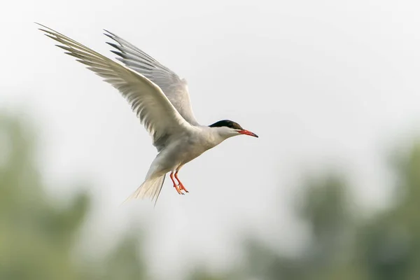 Közös Tern Sterna Hirundo Repülés Közben Gelderland Hollandiában — Stock Fotó