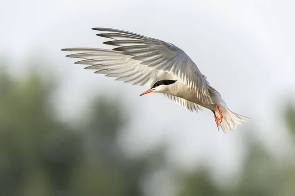 Common Tern Sterna Hirundo Vuelo Güeldres Los Países Bajos — Foto de Stock