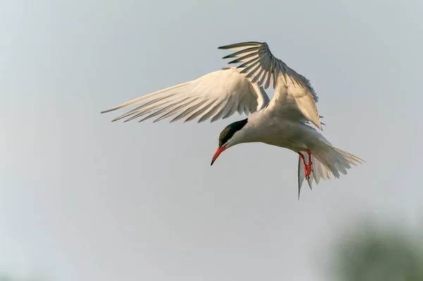 Common Tern Sterna Hirundo Flight Gelderland Netherlands — Stock Photo, Image