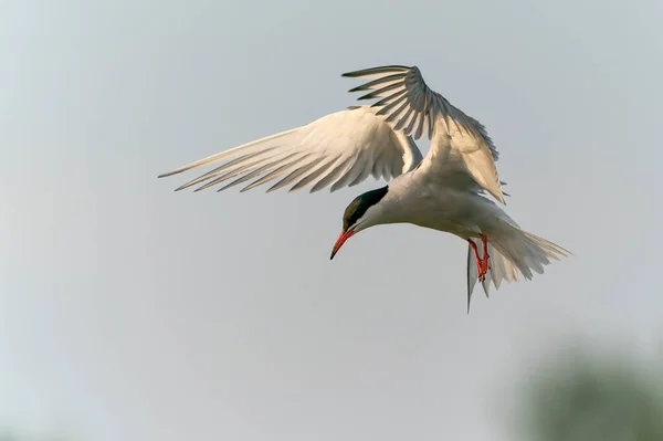 Стерна Хірундо Англ Sterna Hirundo Польоті Гелдерланд Нідерландах — стокове фото