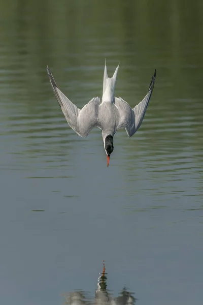 Balık Avlamada Yaygın Tern Sterna Hirundo Hollanda Daki Gelderland Bokeh — Stok fotoğraf