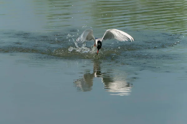 Common Tern Sterna Hirundo Flying Emerging Water Caught Fish Prey — Stock Photo, Image