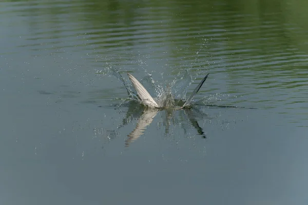 Rybák Obecný Sterna Hirundo Létající Vynoření Vody Ulovenou Kořistí Zobáku — Stock fotografie